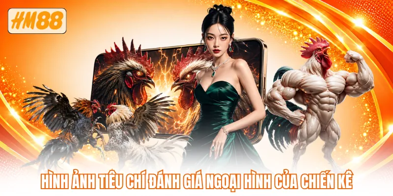 Hình ảnh tiêu chí đánh giá ngoại hình của chiến kê